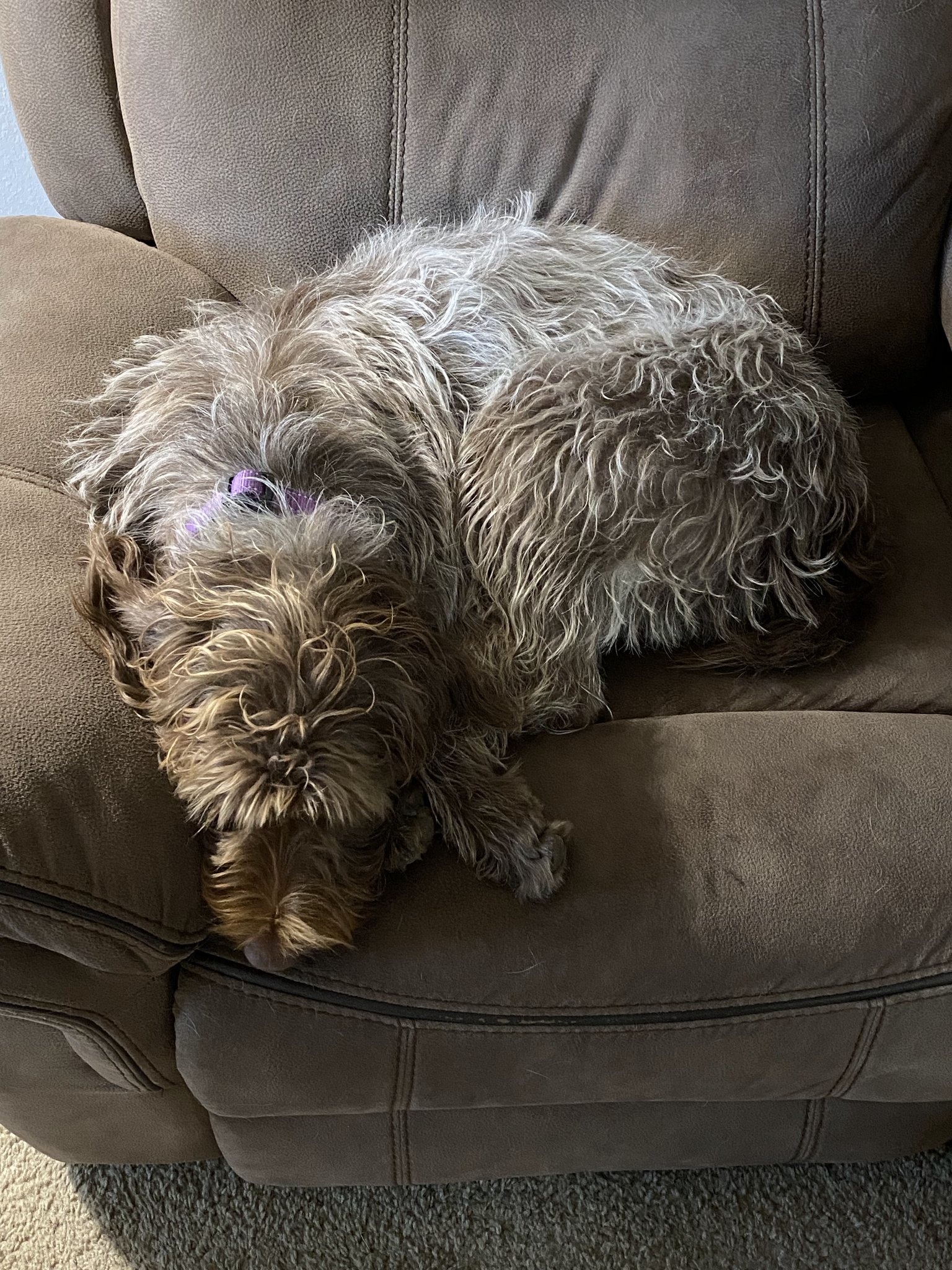 Dog looking bored at home