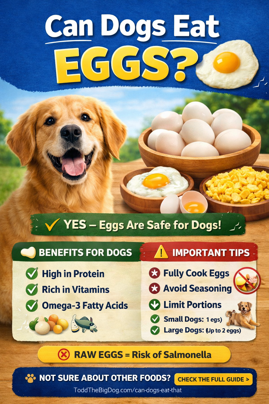 Can dogs eat eggs infographic showing benefits, safety tips, and portion sizes for dogs