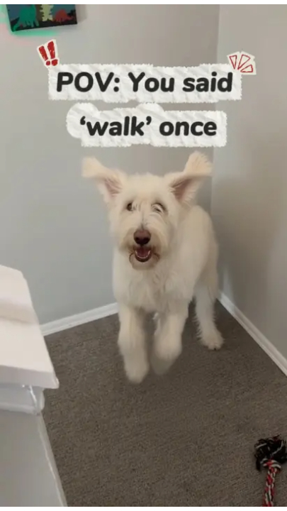 Excited dog reacting to walk