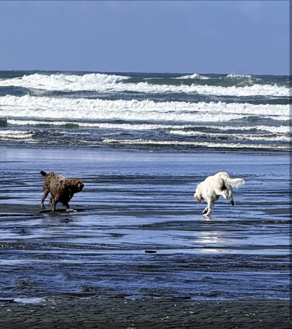 Big dog playing fetch on the beach