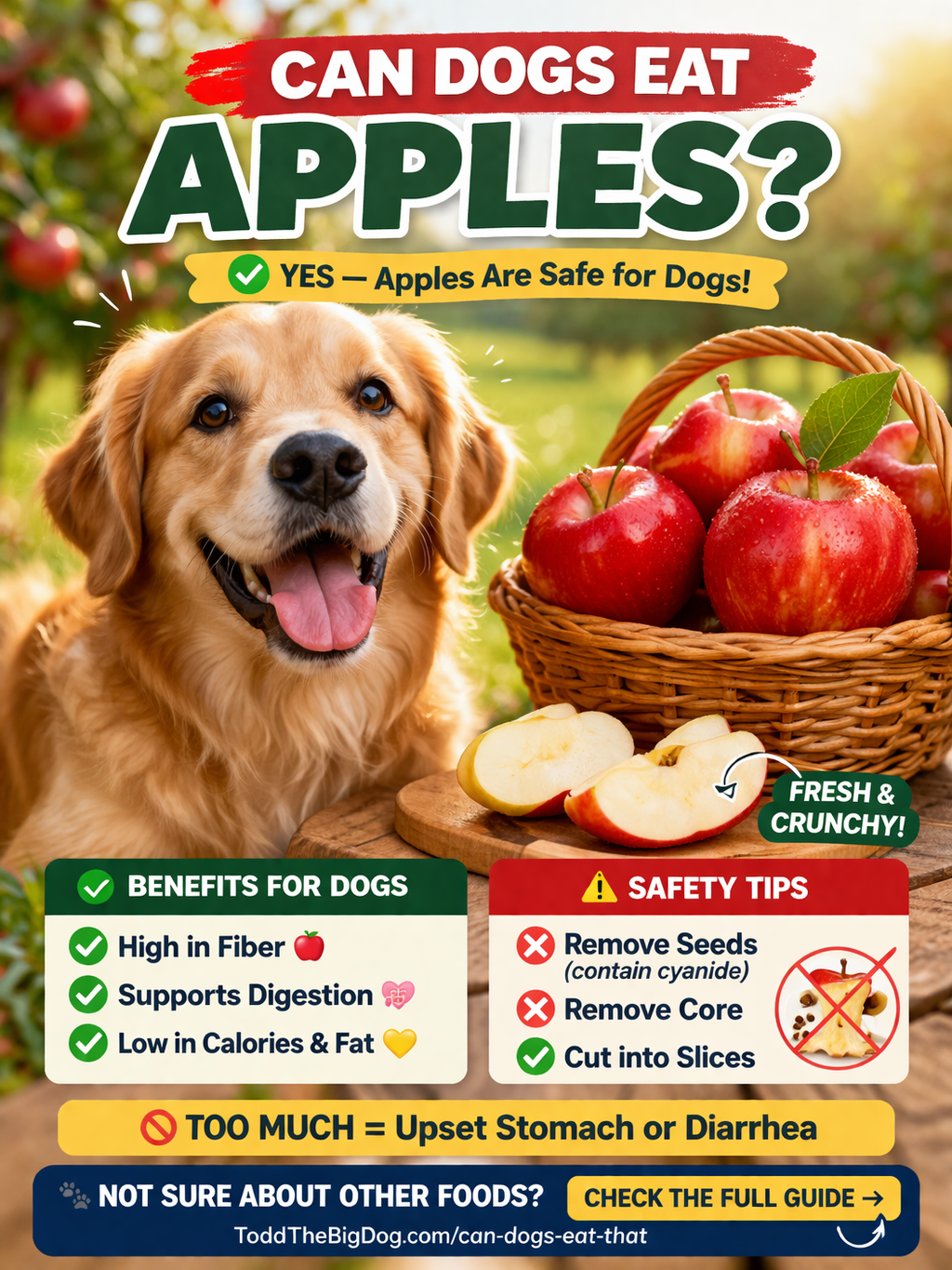 Can Dogs Eat Apples infographic showing benefits and safety tips